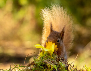 Wall Mural - Curious little scottish red squirrel sniffing a spring daffodil 