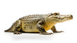 Crocodile side view, isolated on white background