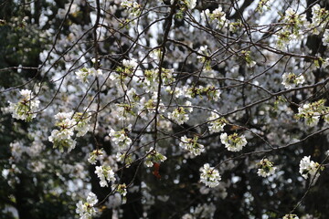 Wall Mural - 公園に咲く桜。