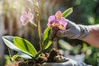 hands with gloves transplanting an orchid