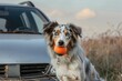 dog with ball in mouth, waiting by car for playtime
