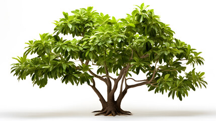 Green tree isolated on white background