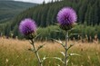Thistle dried with grass and forest blurred in the background