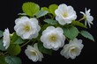 Wild white begonias growing with a dark background and shallow depth of field