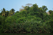 Sri Lanka. Mangroves on the banks of the Madu Ganga river