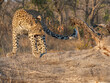Großaufnahme eines jungen Leoparden (Panthera pardus), steht auf einem Ast und faucht