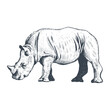 Rhinoceros hand drawing vector illustration. Rhinoceros animal sketch engraving. Little rhinoceros, Baby rhino