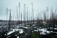 Scene Of Devastation In A Snowy Forest After A Fire In Bohemian Switzerland National Park