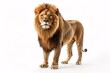 a lion standing on a white background