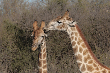 Poster - One giraffe licking another giraffe