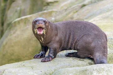 Loutre menaçante