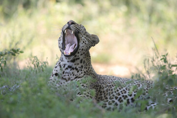 Poster - Leopard waking up with a yawn