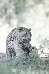 Poster - Leopard waking up from a nap in the shade