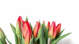 Fototapeta Tulipany - Closeup of fresh red tulips isolated on white background with copyspace