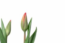 Closeup Of Two Red Tulips With Buds Isolated On White Background