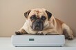 Overweight pug on scale, concept of pet health and weight management