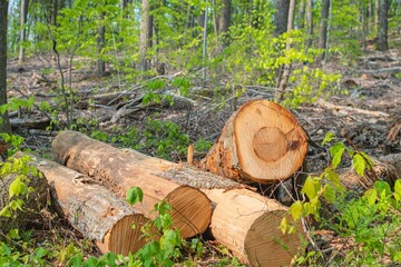 a closeup of cut tree logs in a forest