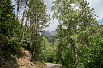 Scenic view of a winding mountain road flanked by towering trees