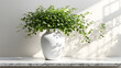 Green plants are placed on the table, with a white wall background and shadows left by sunlight on it