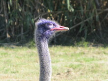 Side View Head Of An Ostrich