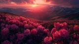 Fototapeta  - Charming pink flower rhododendrons at magical sunset. Location Carpathian mountain, Ukraine, Europe. Beautiful nature landscape. Scenic image of idyllic summer wallpaper. Discover the beauty of earth.