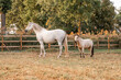 Beautiful horse white grey p.r.e. Andalusian in paddock paradise two one big and one small cute buckskin