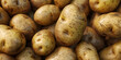 Lot of fresh potatoes close up , Fresh organic potatoes. dug and unprocessed potatoes. big potato close up