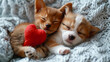 Cute welsh corgi puppies sleeping together with red heart