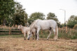 Beautiful horse white grey p.r.e. Andalusian in paddock paradise herd of three horses