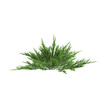 3d illustration of Juniperus sabina bush isolated on transparent background