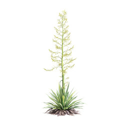 Wall Mural - 3d illustration of Furcraea foetida bush isolated on transparent background