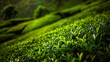 Tea plantation Munnar. Nature background.