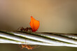 leafcutter ant carrying a vibrant petal on a wire