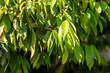 lush leaves of the Amazonian cinnamon plant, Ocotea quixos