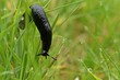 Schwarze Wegschnecke (Arion ater) im nassen Gras
