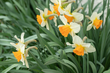Wall Mural - group of large-cupped daffodils with orange corona and white tepals. narcissus classification group 