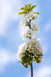 Branch of cherry tree covered with many white flowers