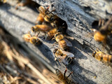 Fototapeta Przestrzenne - bees