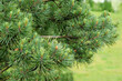 Evergreen Mountain pine (Pinus mugo) branches close up, green natural background. pine tree needles texture.