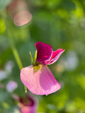 Fototapeta Do przedpokoju - pink flowers