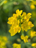 Fototapeta  - yellow flowers