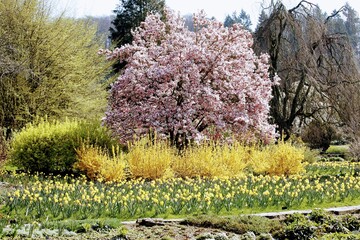 Sticker - Scenery around colorful blooming tree