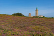 Leuchtturm von Cap Frehel, rosa blühende Heide im Vordergrund