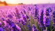 Lavender in a lavender field close up on a sunny day. Lavender field with summer blue sky close up,