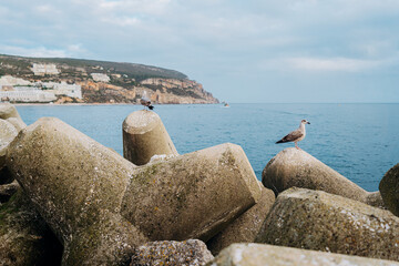 Wall Mural - Gull bird sitting on the sea shore.