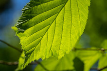 Macro Shot Of Forest Hazelnut Leaf Lit By Sun.