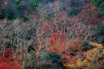 Wall Mural - Vibrant momiji fall colors in Japan
