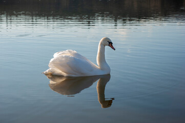 Wall Mural - A white majestic swan floats in front of a wave of water. Young swan in the middle of the water. Drops on a wet head.