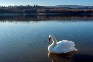 Wall Mural - A white majestic swan floats in front of a wave of water. Young swan in the middle of the water. Drops on a wet head.