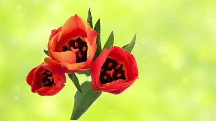 Wall Mural - time lapse of opening red tulip flowers from above isolated on fresh green bokeh light animation background, beautiful floral spring nature scene, loopable